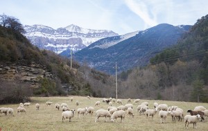 Ternasco de Broto del Pirineo de Aragón