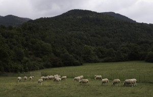 ternasco de Broto del pirineo de Aragón Pastando