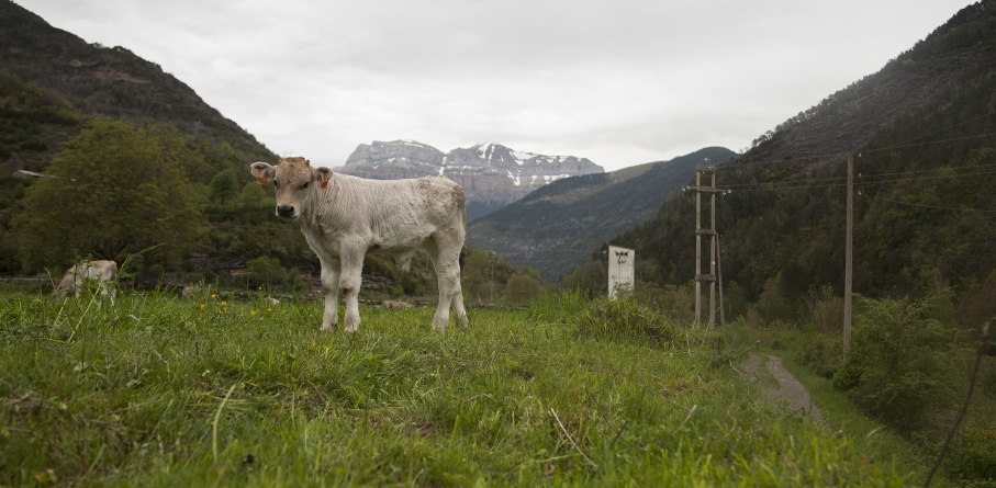 Ternera del Pirineo en el Valle de Broto